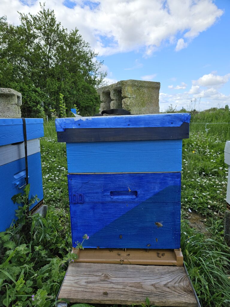 miel de vendée 85 délicieux, le petit rucher de catdom, haute qualité, fait main, récolté, local, bio, agriculture, amour, abeilles